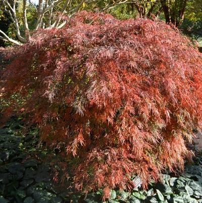 Acer palmatum var. dissectum Crimson Queen