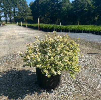 Abelia x grandiflora Radiance