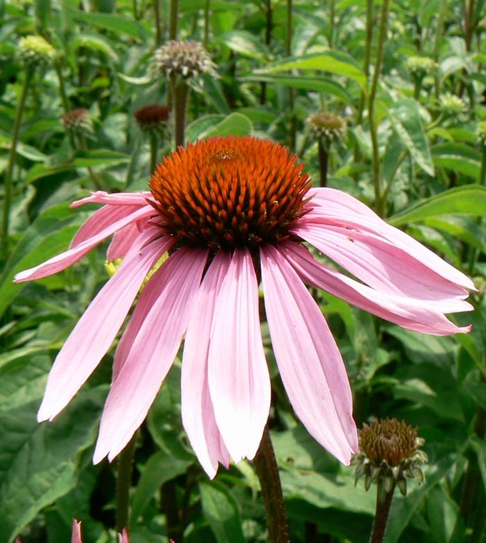 Echinacea purpurea Magnus