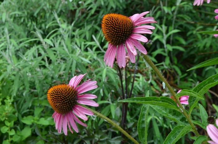 Echinacea purpurea Magnus