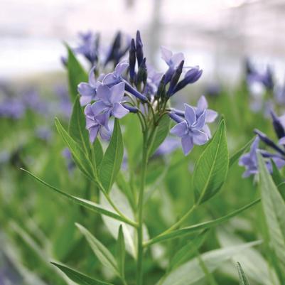 Amsonia Blue Ice