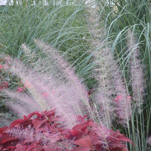 Ornamental Grasses