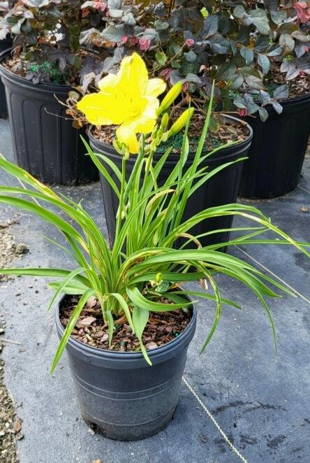 Hemerocallis 'Happy Returns' - Daylily from Jericho Farms