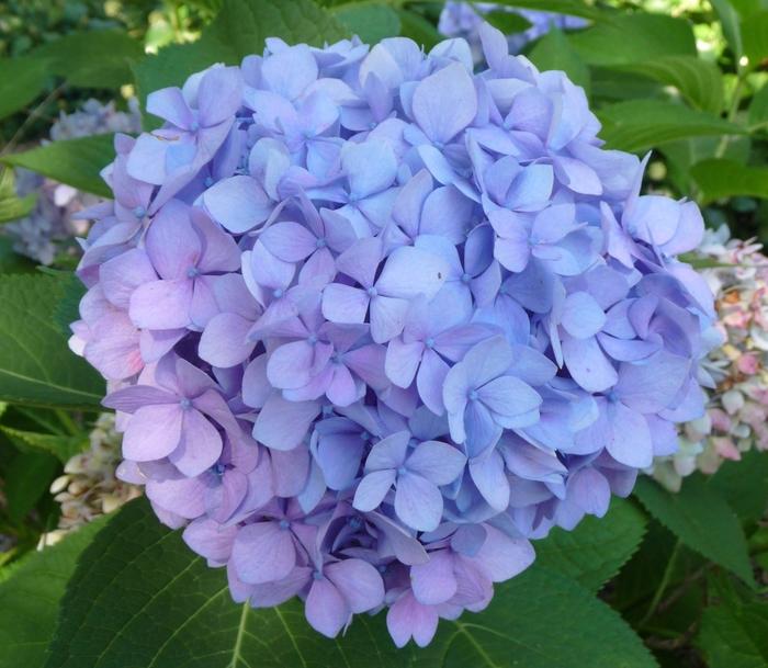 Hydrangea macrophylla Penny Mac