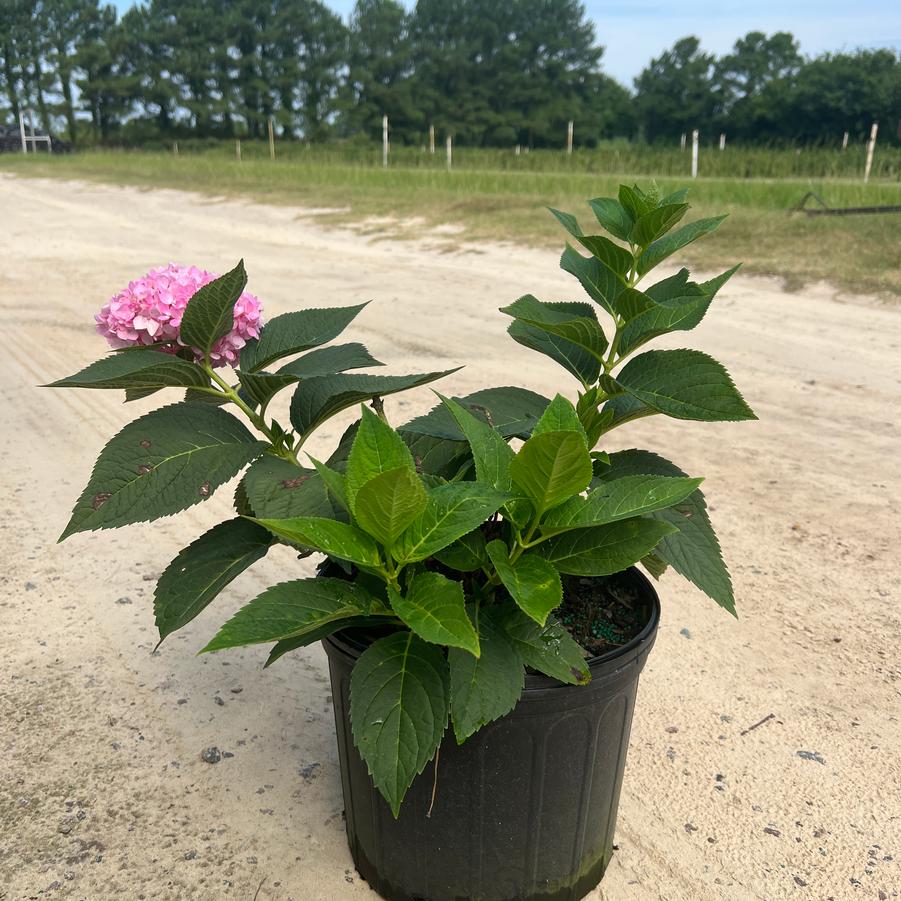 Hydrangea macrophylla Penny Mac