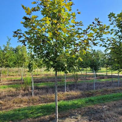 Acer x freemanii Autumn Blaze®