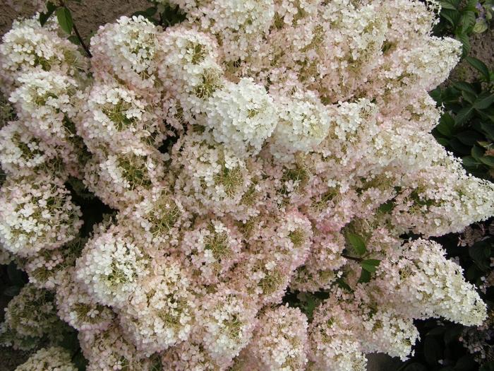 Hydrangea paniculata Bobo®