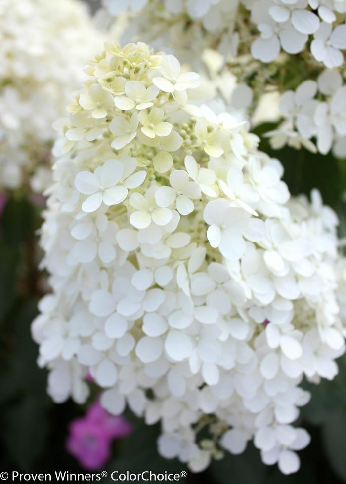 Hydrangea paniculata Bobo®