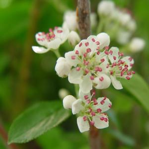 Aronia arbutifolia Brilliantissima