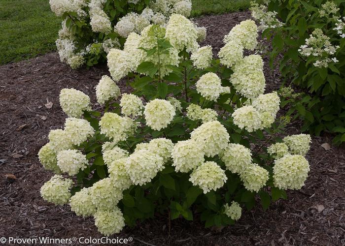 Hydrangea paniculata Little Lime®