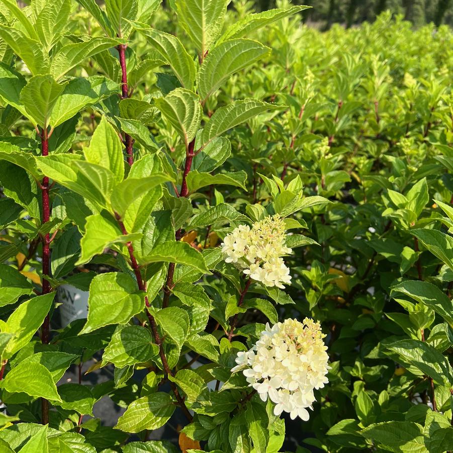 Hydrangea paniculata 'Little Lime®' - Panicle Hydrangea from Jericho Farms