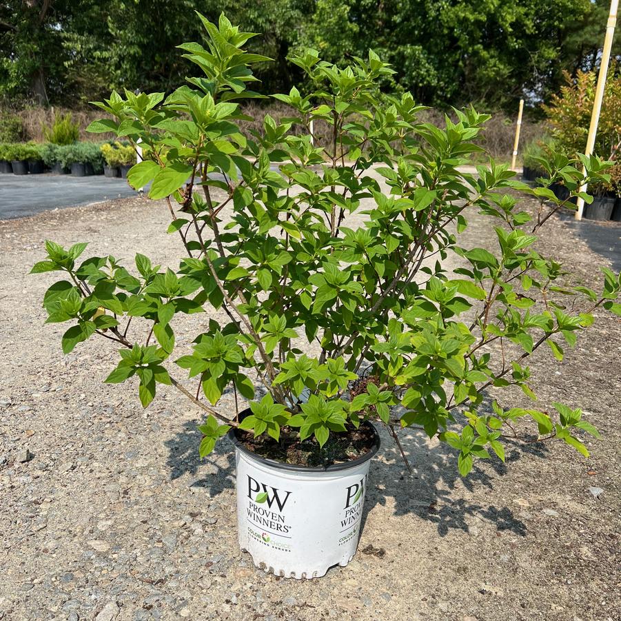 Hydrangea paniculata Limelight