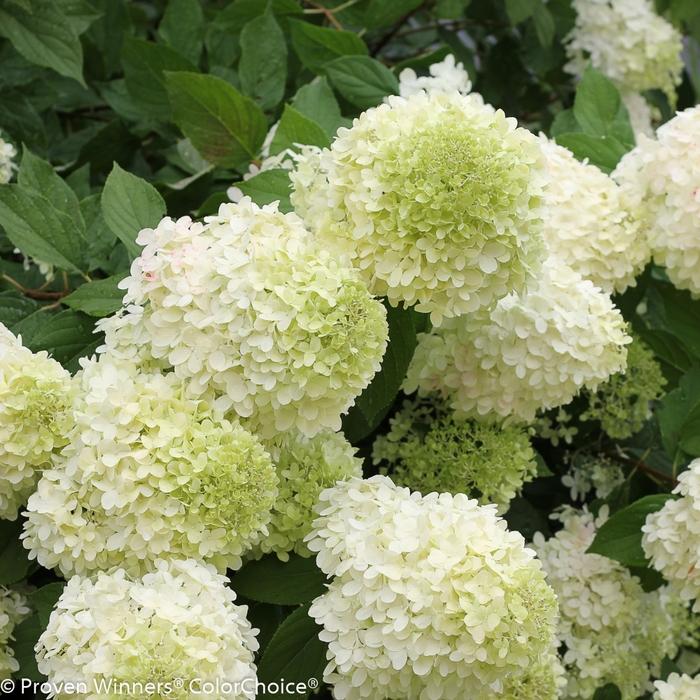 Hydrangea paniculata 'Limelight' - Panicle Hydrangea from Jericho Farms