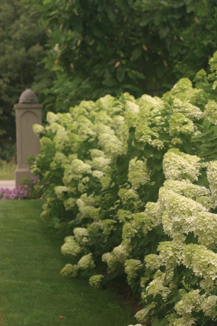 Hydrangea paniculata Limelight