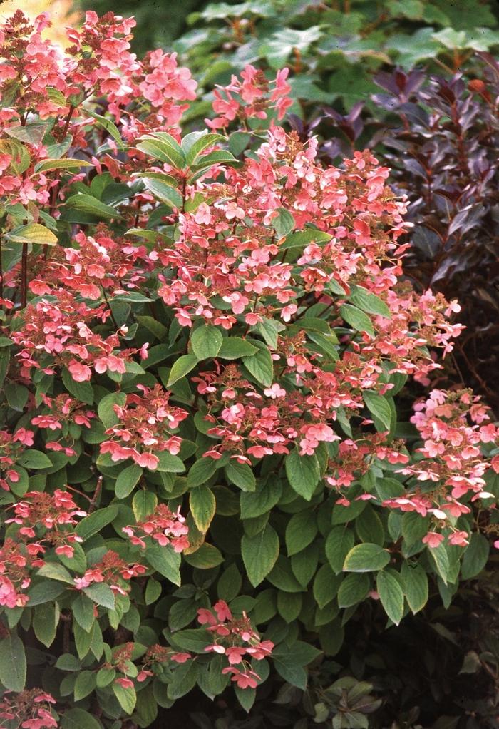 Hydrangea paniculata Quick Fire®