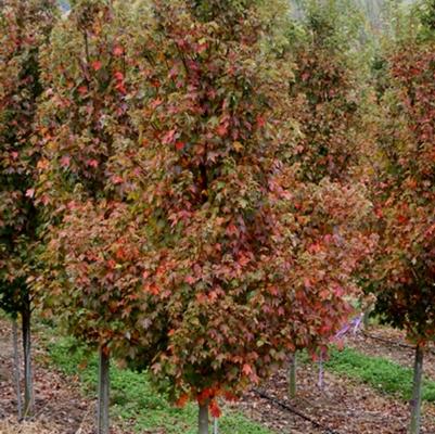 Acer rubrum Sun Valley