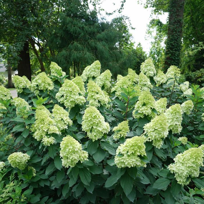 Hydrangea paniculata Limelight Prime®