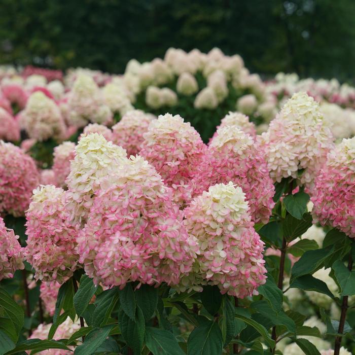 Hydrangea paniculata Limelight Prime®