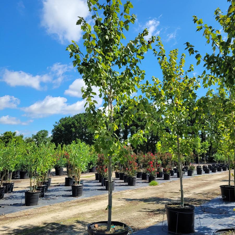 Acer rubrum 'Red Sunset®' - Red Maple from Jericho Farms