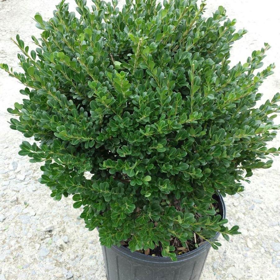 Ilex crenata Compacta