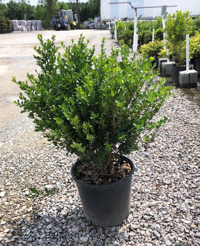 Ilex crenata Compacta