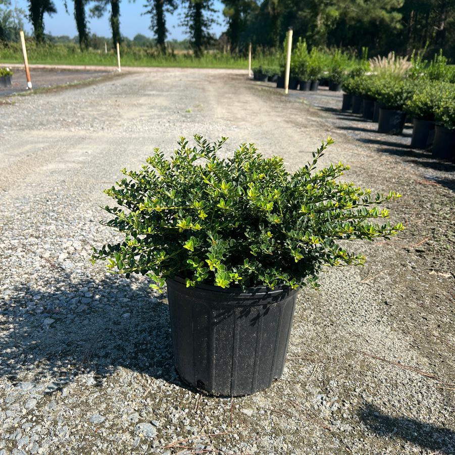 Ilex crenata 'Helleri' - Japanese Holly from Jericho Farms