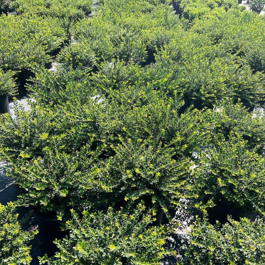 Ilex crenata 'Helleri' - Japanese Holly from Jericho Farms