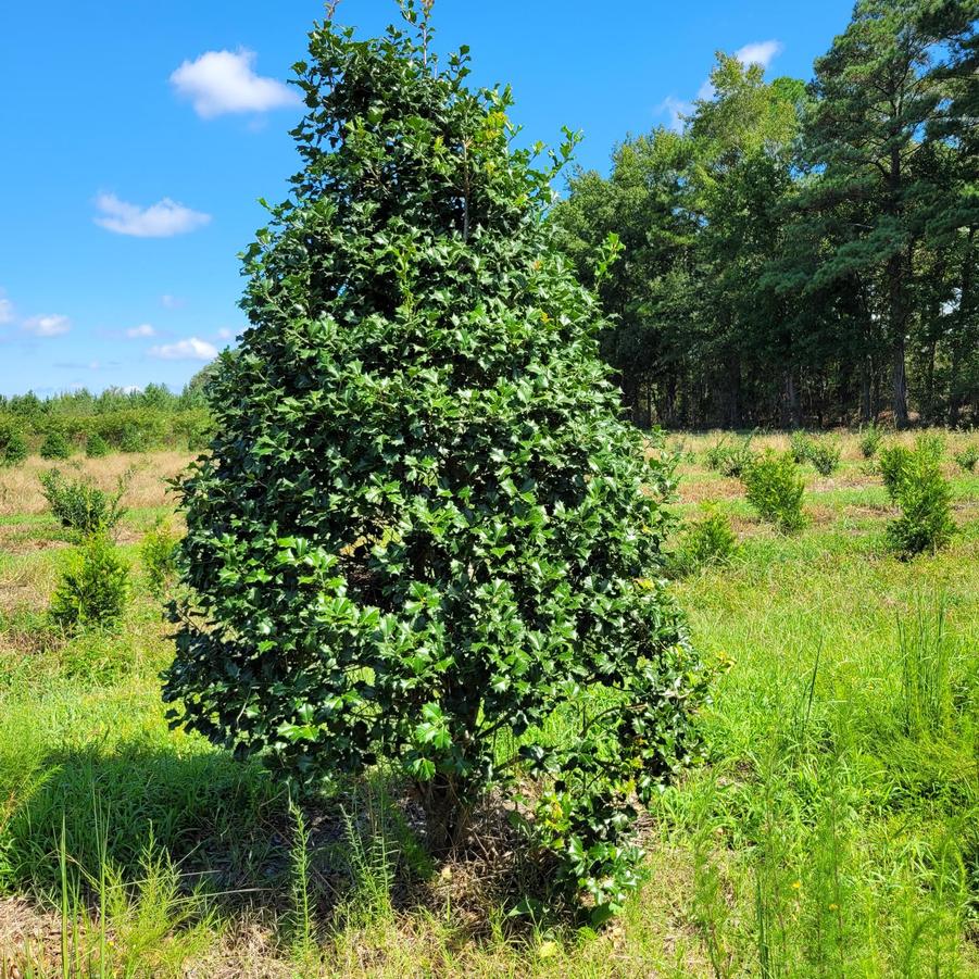 Ilex opaca 'Dan Fenton' - American Holly from Jericho Farms