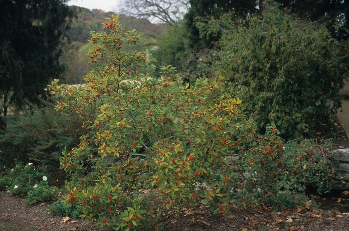 Ilex verticillata Winter Red