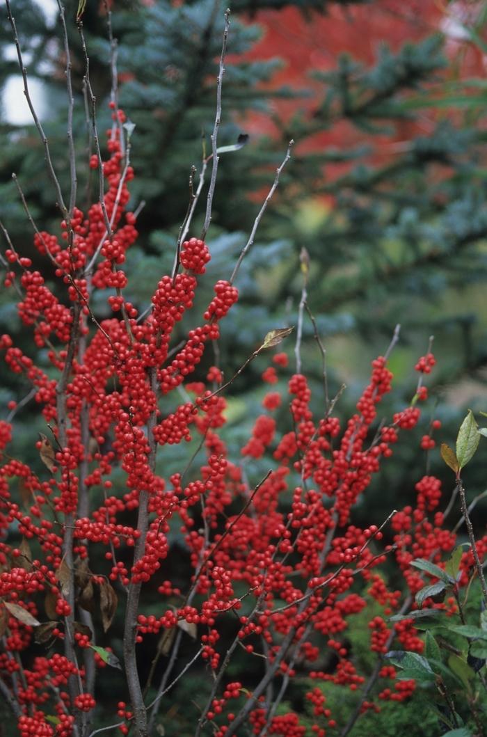 Ilex verticillata Winter Red