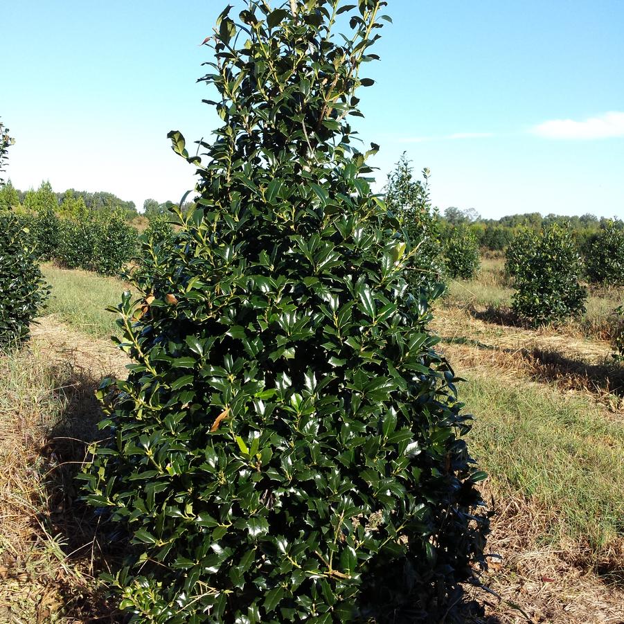 Ilex 'Robin™' - Red Holly from Jericho Farms