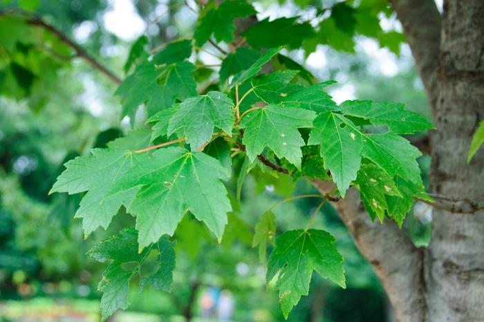 Acer rubrum Sun Valley