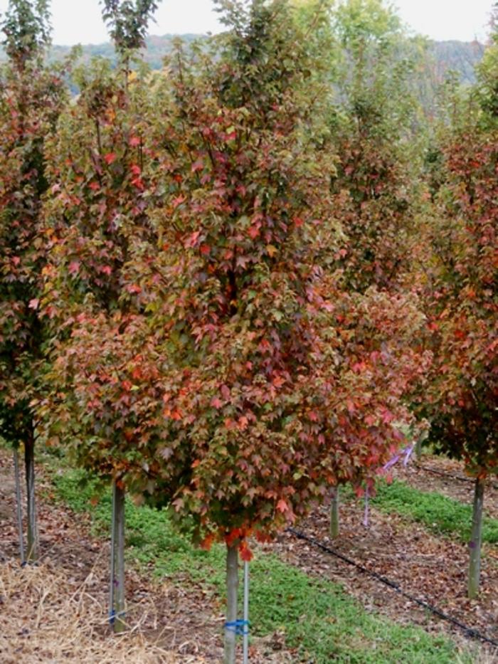 Acer rubrum Sun Valley