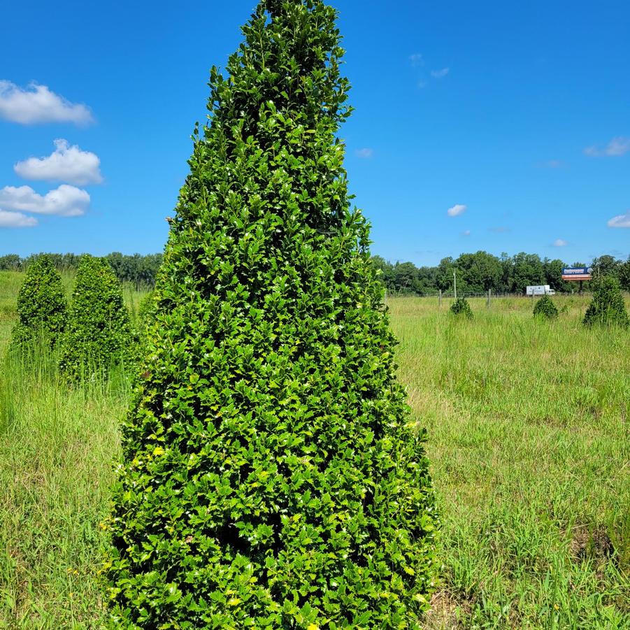 Ilex 'Acadiana™' - Red Holly from Jericho Farms