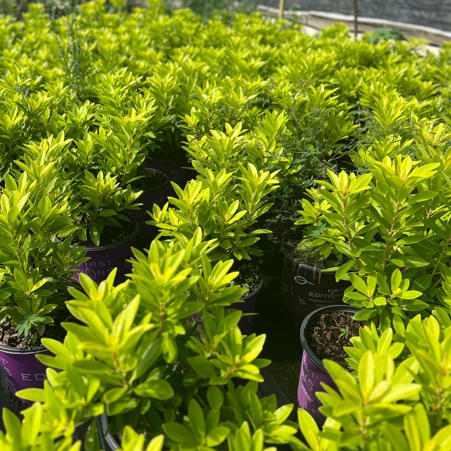 Illicium parviflorum 'BananAppeal™' - Small Anise Tree from Jericho Farms
