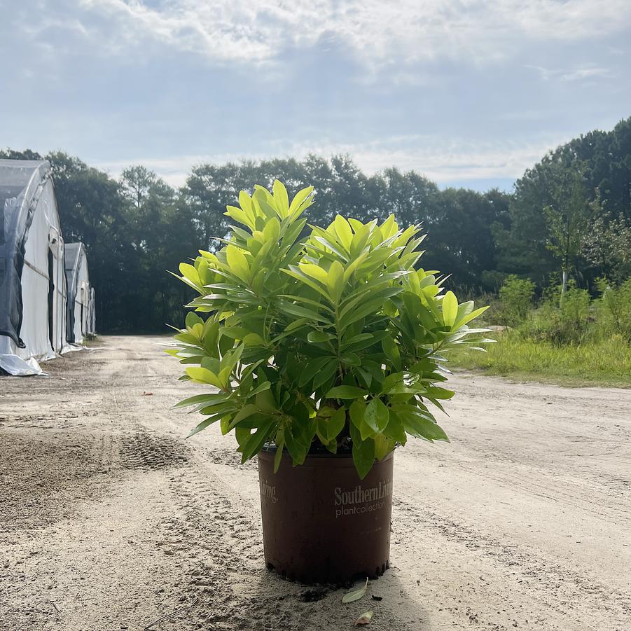 Illicium parviflorum 'BananAppeal™' - Small Anise Tree from Jericho Farms