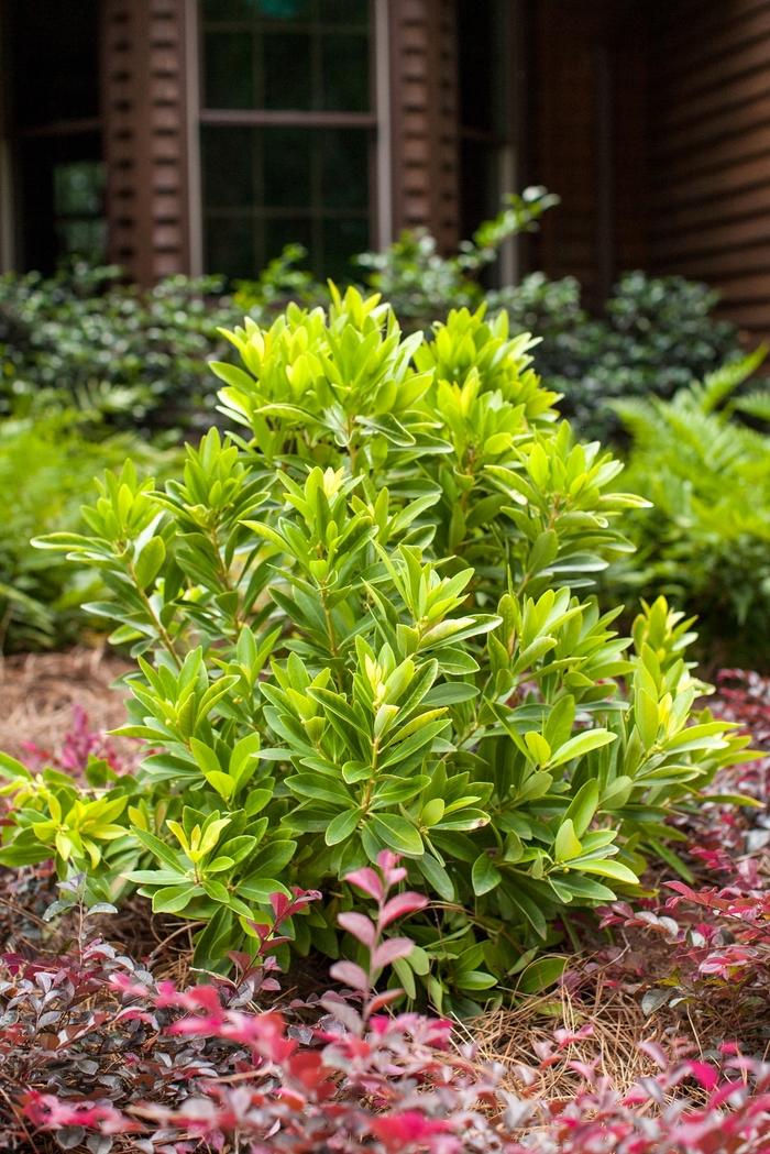 Illicium parviflorum BananAppeal™