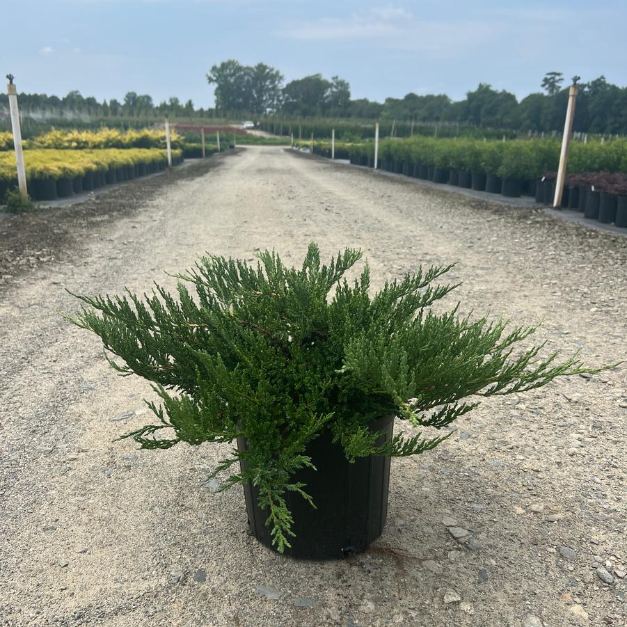 Juniperus chinensis 'Sargentii' - Sargent's Juniper from Jericho Farms