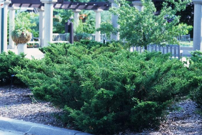 Juniperus chinensis Sea Green