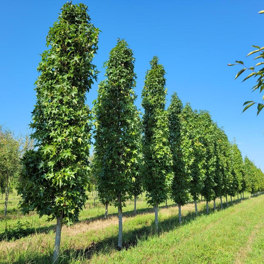 Liquidambar styraciflua 'Slender Silhouette' - Sweet Gum from Jericho Farms