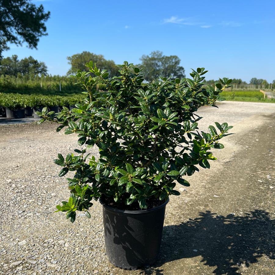 Ilex cornuta 'Burfordii Nana' - Chinese Holly from Jericho Farms