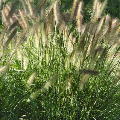 Pennisetum alopecuroides Cassian