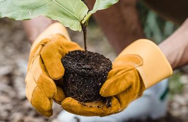 Fall is a Great Time to Plant