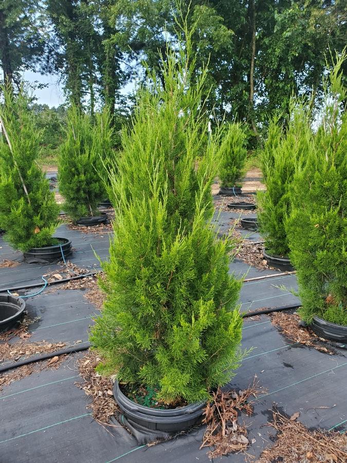 Juniperus virginiana 'Brodie' - Juniper from Jericho Farms