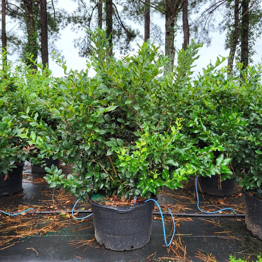 Ligustrum japonicum 'Recurvifolium' - Curled-Leaf Privet from Jericho Farms