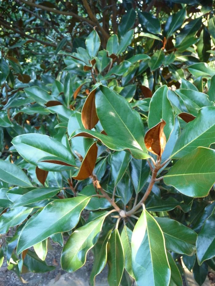Magnolia grandiflora Kay Parris