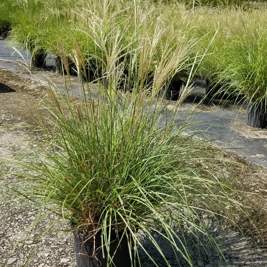 Miscanthus sinensis 'Little Kitten' - Dwarf Maiden Grass from Jericho Farms