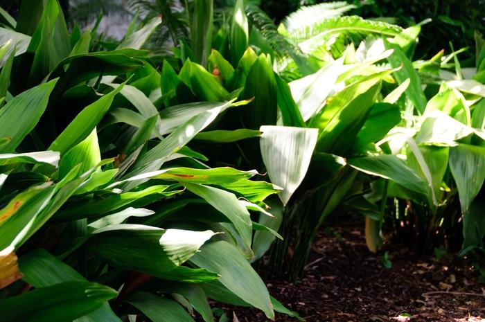 Aucuba japonica (Aucuba, Gold Dust)