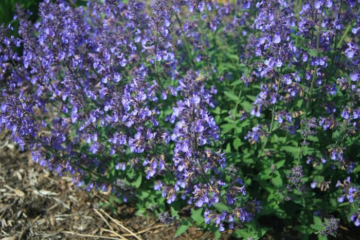 Lirope muscari (Liriope, Big Blue)