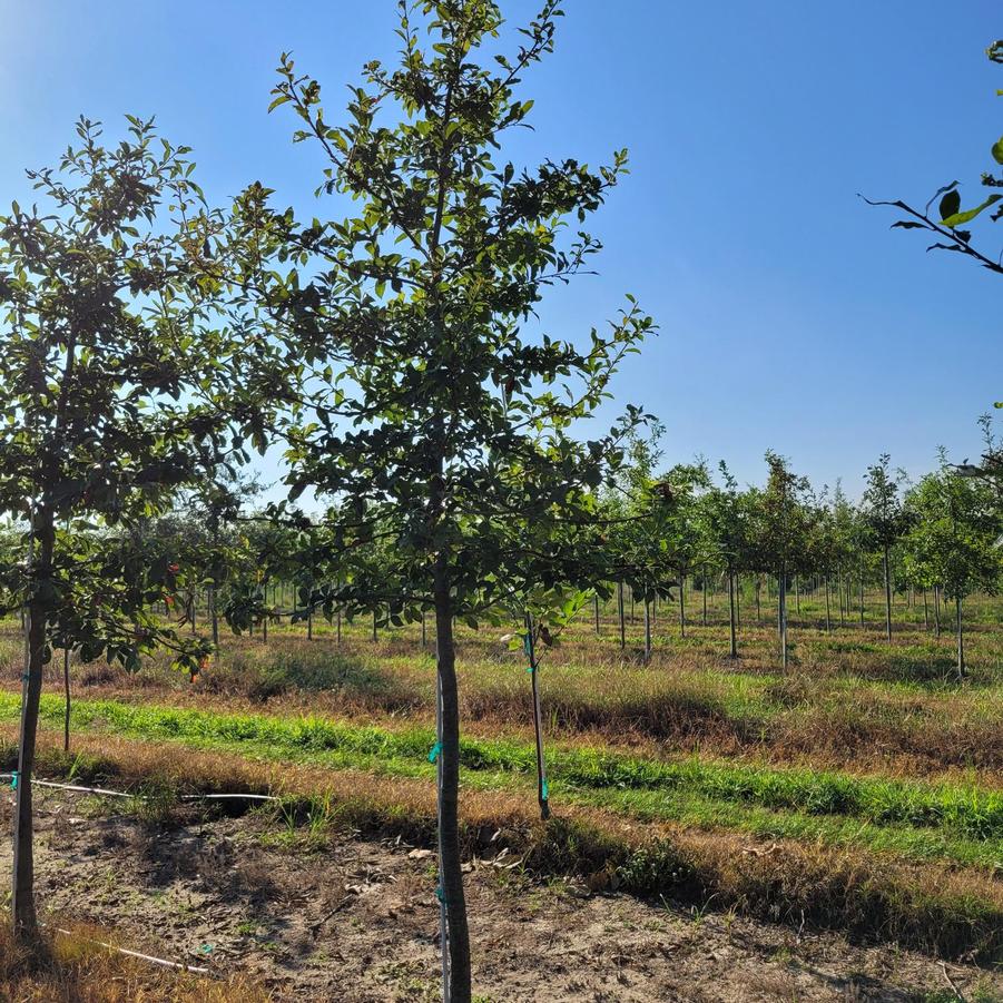 Nyssa sylvatica - Black Gum from Jericho Farms